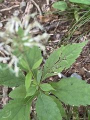Calycomyza flavinotum