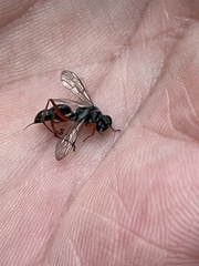 Auplopus mellipes