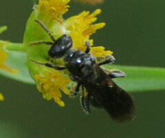 Tiphiinae