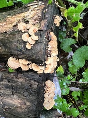 Panellus