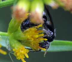 Tiphiinae