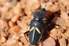 Megaderus stigma