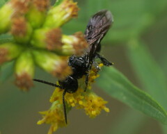 Tiphiinae
