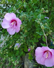 Hibiscus syriacus