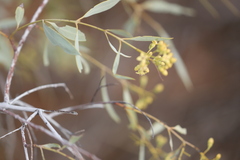 Santalum lanceolatum