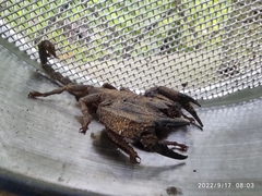 Opisthacanthus