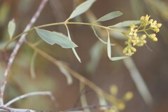 Santalum lanceolatum