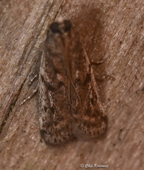 Phycitodes reliquellum