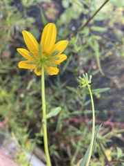 Bidens laevis
