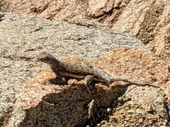 Callisaurus draconoides