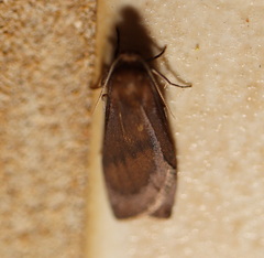 Lambula obliquilinea
