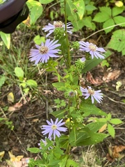 Symphyotrichum retroflexum