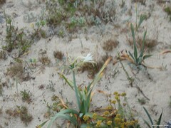Helichrysum italicum