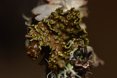 Pseudocyphellaria