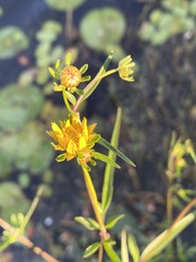 Bidens laevis