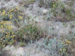 Helichrysum italicum