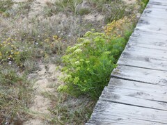 Helichrysum italicum
