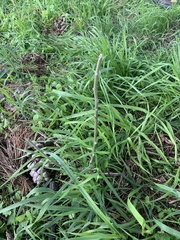 Lupinus arboreus