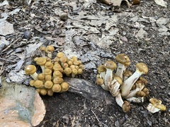 Physalacriaceae