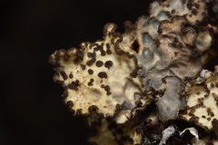 Lobarina scrobiculata