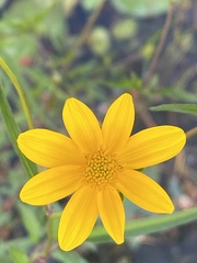 Bidens laevis