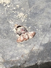 Panulirus interruptus