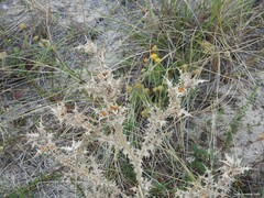 Helichrysum italicum