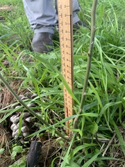 Lupinus arboreus
