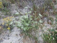 Anthyllis vulneraria