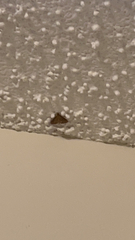 Herpetogramma phaeopteralis