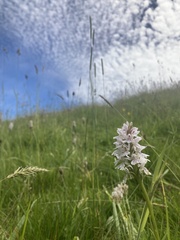 Dactylorhiza