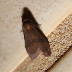 Lambula obliquilinea