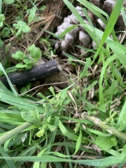 Lupinus arboreus