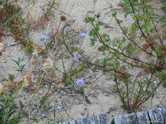 Anthyllis vulneraria