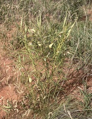 Asclepias subverticillata