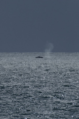 Balaenoptera musculus