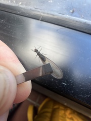 Reticulitermes hesperus