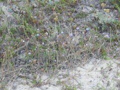Helichrysum italicum