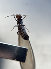 Reticulitermes hesperus