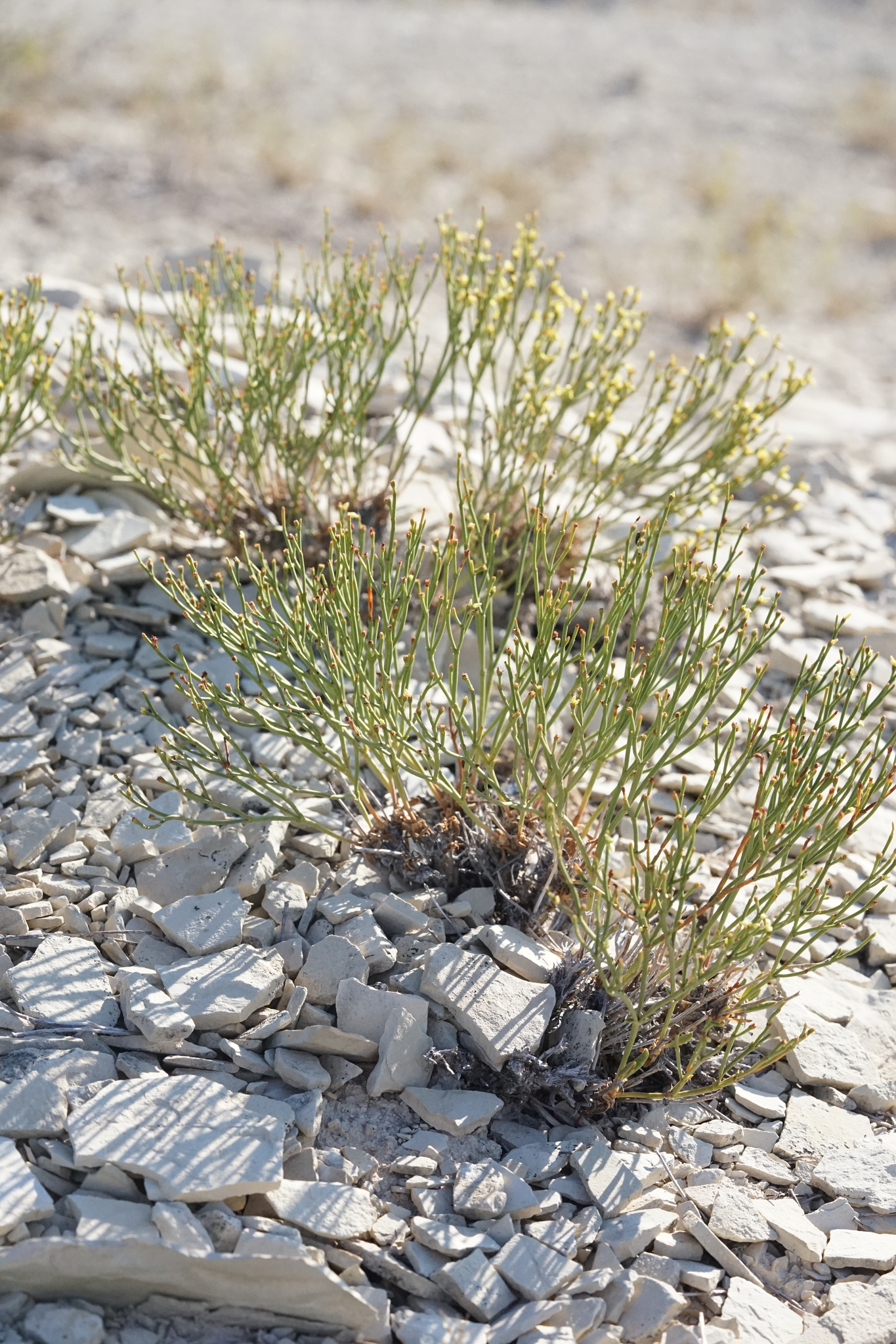 Eriogonum ephedroides