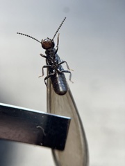 Reticulitermes hesperus