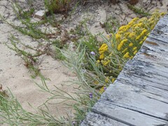 Helichrysum italicum