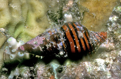 Turrilatirus turritus