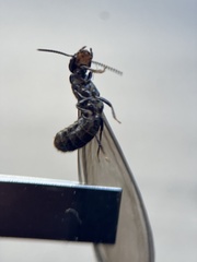 Reticulitermes hesperus