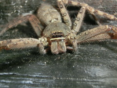 Heteropoda venatoria
