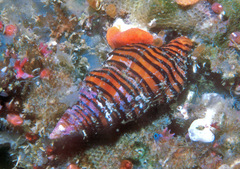 Turrilatirus turritus