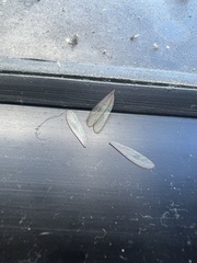 Reticulitermes hesperus