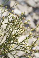 Eriogonum ephedroides