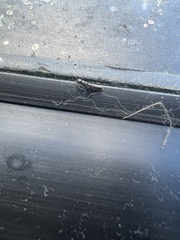 Reticulitermes hesperus