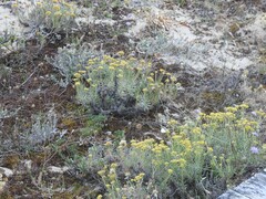 Helichrysum italicum
